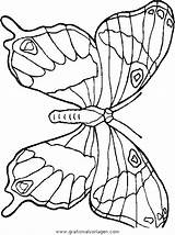 Schmetterlinge Malvorlage Ausmalen Farfalle Schmetterling Ausmalbild Animali Farfalla Gratismalvorlagen Pfauenauge Disegno Bordar Buch Mariposas Colorear Kategorien Butterfly sketch template