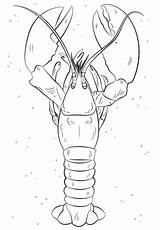 Lobster Coloring Homar Hummer Kreeft Kleurplaat Kolorowanka Kreeften Malvorlage Kategorii Designlooter Wikiclipart Stemmen Stimmen 480px 97kb sketch template