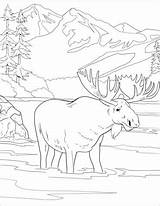 Coloring Pages National Moose Printable Park Denali Animal Drawing Kids Yellowstone Landschaft Malvorlagen Parks Adult Plakat Heute Ausmalen Alphabet Zeichnungen sketch template