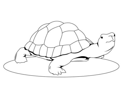 printable turtle coloring pages  kids turtle coloring pages