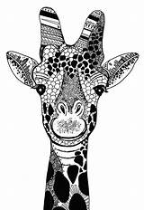 Giraffe Limited Print Drawing Kelsey Montague Signed Edition Happy Etsy sketch template