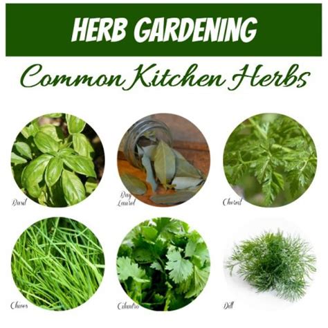 common kitchen herbs  gardening cook