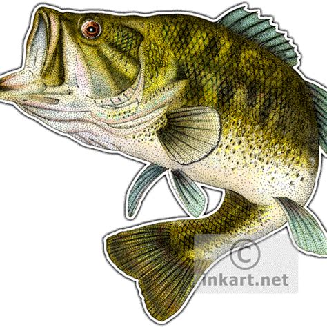 Free 51 Largemouth Bass Clipart Bass Svg Free Svg Png Eps Dxf File