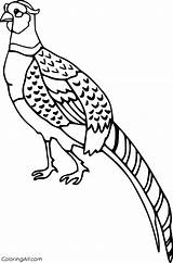 Pheasant Coloringall sketch template