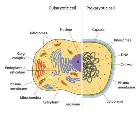 organelles  eukaryotic cells answer key img clam