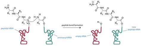 formation   peptide bond