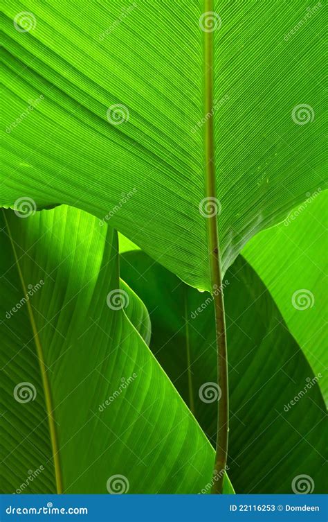green leaf large stock image image  flora macro
