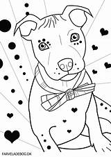 Coloring Pitbull Pages Bull Dog Pit Terrier Drawing Puppies Puppy Face Getdrawings Printable Getcolorings Colorings Popular sketch template