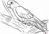 Galah Kakadu Ausmalbilder Malvorlage Cockatoo Ausmalbild Supercoloring Owl Coole sketch template