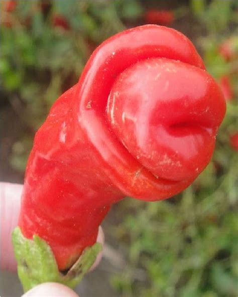 Top 15 Weirdest Shaped Fruits Vegetables Stuffed Peppers Fruit Seeds