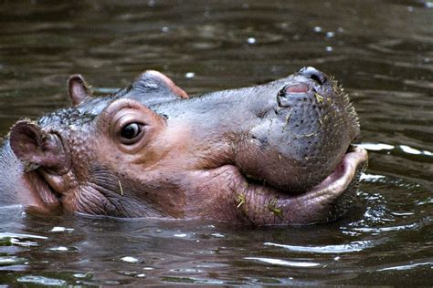 happy hippo hippo hungry hippos hippopotamus