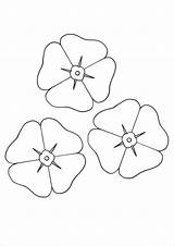 Template Poppy Coloring Pages Flower Printable Poppies Colouring Flowers Templates Print Remembrance Pdf Sheets Activities Anzac Kids Veterans Small Craft sketch template