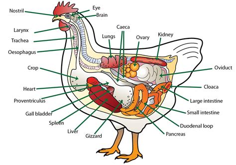 digestive system poultry hub