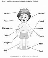 Body Parts Coloring Preschool Clipart Language German Kids Pages Pdf Clip Print Library sketch template