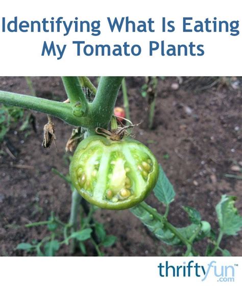 Identifying What Is Eating My Tomato Plants Thriftyfun