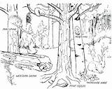 Coloring Forest Pages Habitat Animals Printable Enchanted Sheet Getcolorings Print sketch template