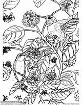 Coloring Etsy Lantana Throated Hummingbirds Ruby Bird Nature sketch template