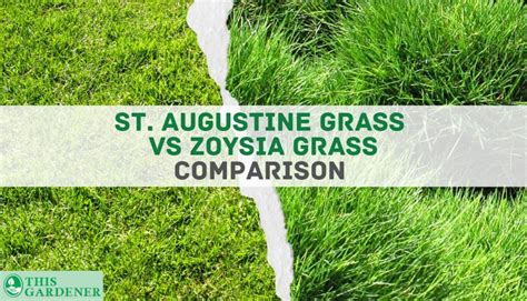 st augustine grass  zoysia grass key differences   winner