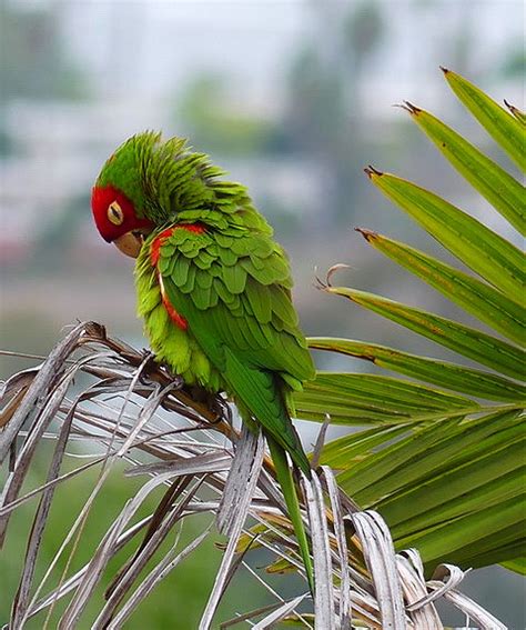 sunday stills  pandemonium  parrots retirementally challenged