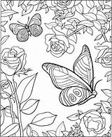 Coloring Printable Adults Butterfly sketch template