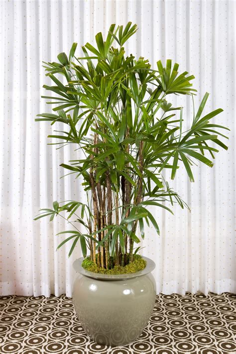 tall indoor plants   beautiful  easy  maintain