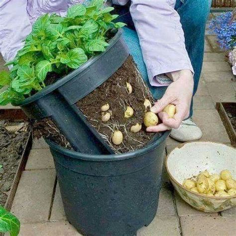 ways  grow   organic potatoes  home  sustainable