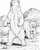 Bear Coloring Pages Bears Grizzly Printable sketch template