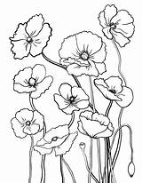 Coloring Poppy Pages Drawing Printable Coloringcafe Flower Flowers Watercolor Stained Glass Line Adult Floral Poppies Pdf Books Getdrawings Colouring Paintings sketch template