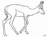 Springbok Coloring Pages Gazelle Printable Drawing South Color Africa Thomson Supercoloring Print sketch template