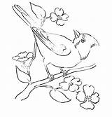 Branch Coloring Dogwood Cardinal Bird Tree Drawing Template sketch template