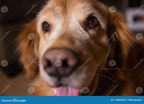 closeup view  smiling golden retriever dog face stock image image