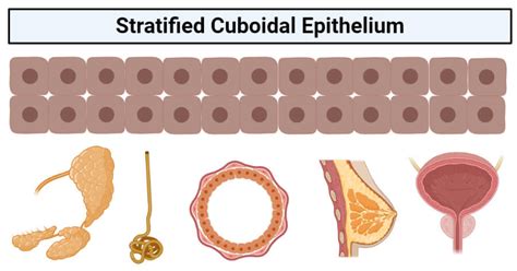 stratified cuboidal epithelium structure