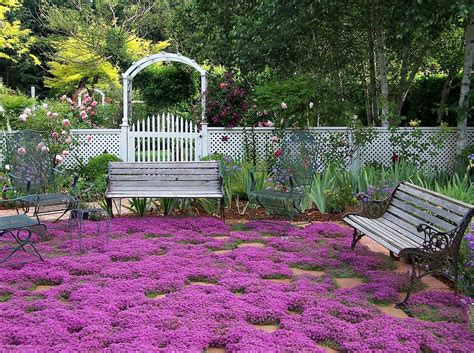creeping thyme ground cover  seeds fragrant herb pink