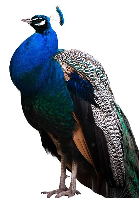 peacock png images