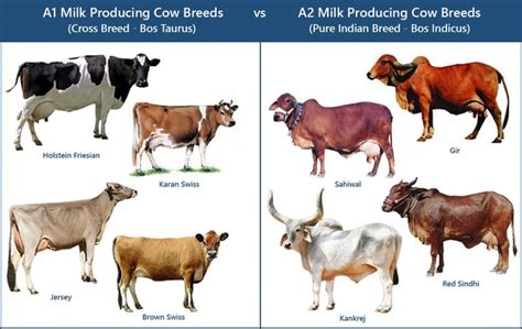 which cows produce a2 milk in india quora