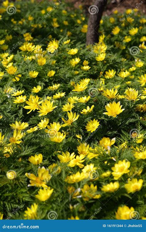 yellow adonis flowers stock photo image  head group