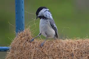 offer bird nesting materials   garden  national wildlife federation blog