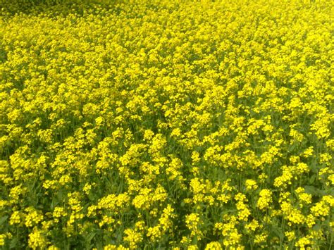 nutritional  health benefits  mustard greens  mustard seeds hubpages