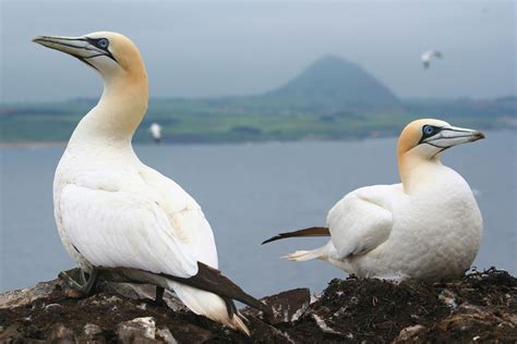 morgithology northern gannets