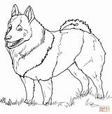 Coloring Pages Schipperke Husky Printable Drawing Bernard St Great Labradoodle Dog Akita Dane Poodle Dogs Line Elkhound Norwegian Supercoloring Clipart sketch template