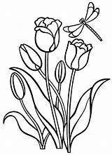 Coloring Tulips Pages Flowers Kids Colorkid sketch template