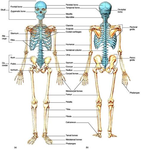 skeletal system functions structures pt skills