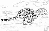 Gepard Cheetah Biegnie Kolorowanka Guepardo Kolorowanki Ghepardo Supercoloring Druku Ausmalbild Guepardos Corre Biegu Cheetahs Rennender Zdobycz Veloce Kategorii Ausdrucken Drukowania sketch template