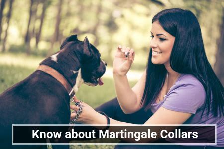martingale collars   read buyers guide therapy pet