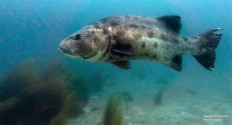 Giant Black Sea Bass Off Catalina Island Ca R Underwaterphotography