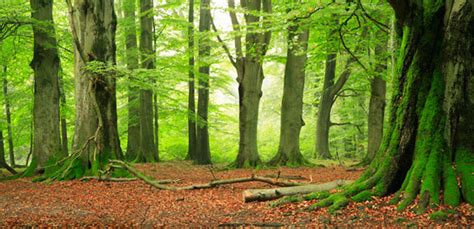 bos en natuurbeheer onze diensten landmax