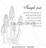 Grape Hyacinth Designlooter Muskari sketch template