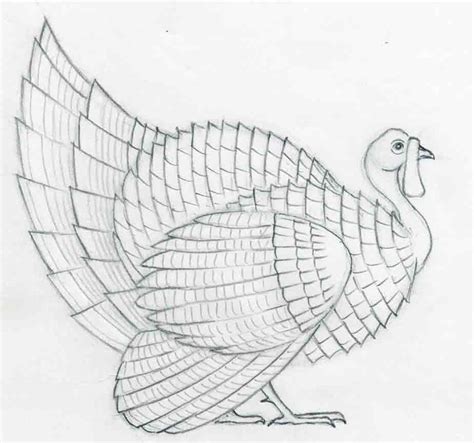 How To Draw A Turkey In Pencil