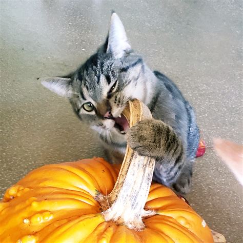 purr pumpkins fest fee waived cat adoption pets
