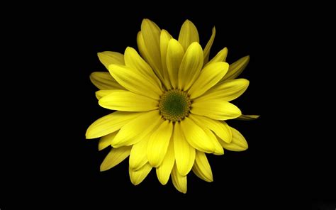 Yellow Flower Wallpapers Wallpaper Cave